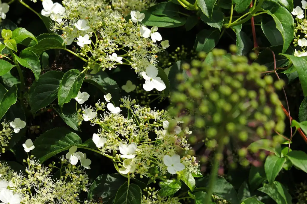 Climbing Hydrangea in flower on a wall