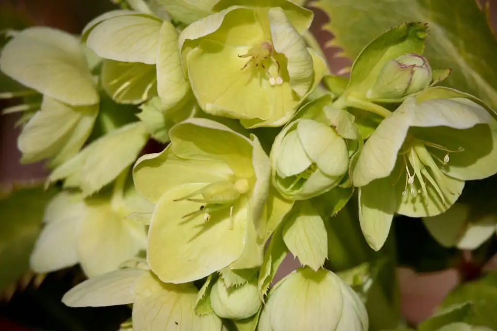 Corsican Hellebore with holly-like leaves and green flowers