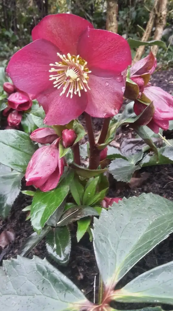 A dark purple Hellebore in flower