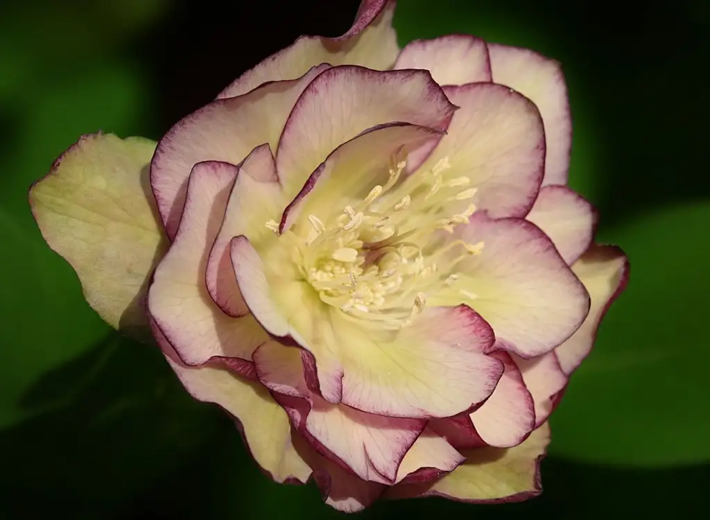 Double Hellebore with pink and white flowers