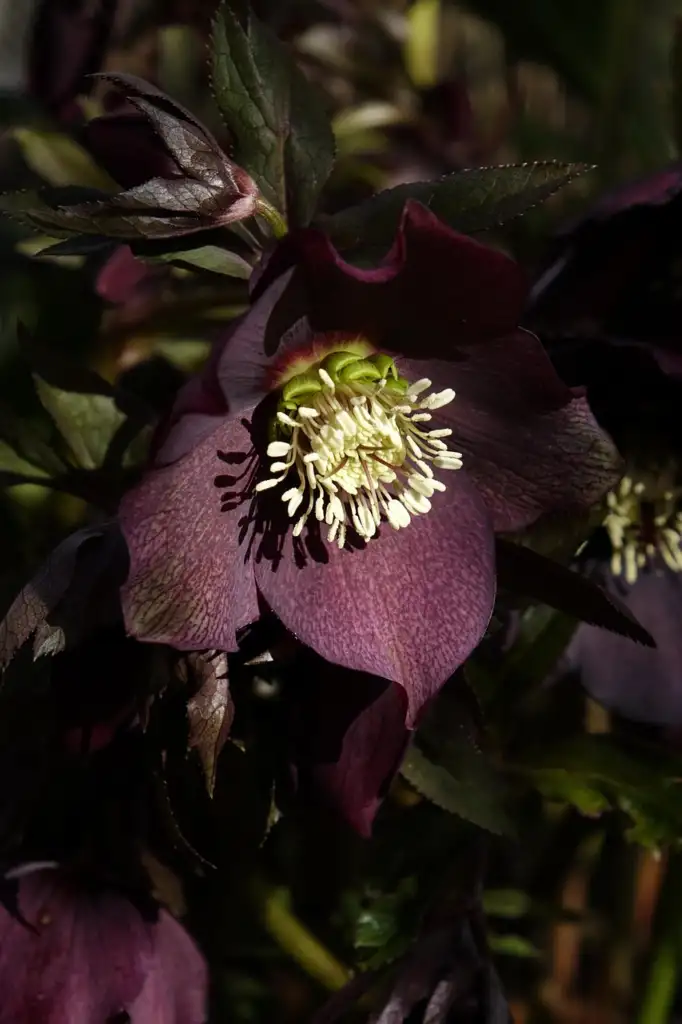 Black Hellebore Harvington Black
