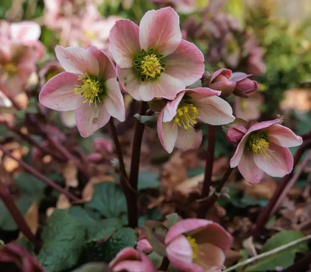 Pink Hellebores in flower
