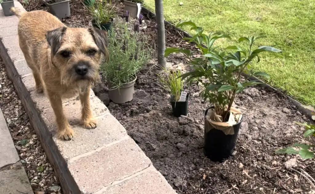 Potted Peony placed on the soil ready for planting in Lee Burkhill's border, with his Border Terrier watching from the wall