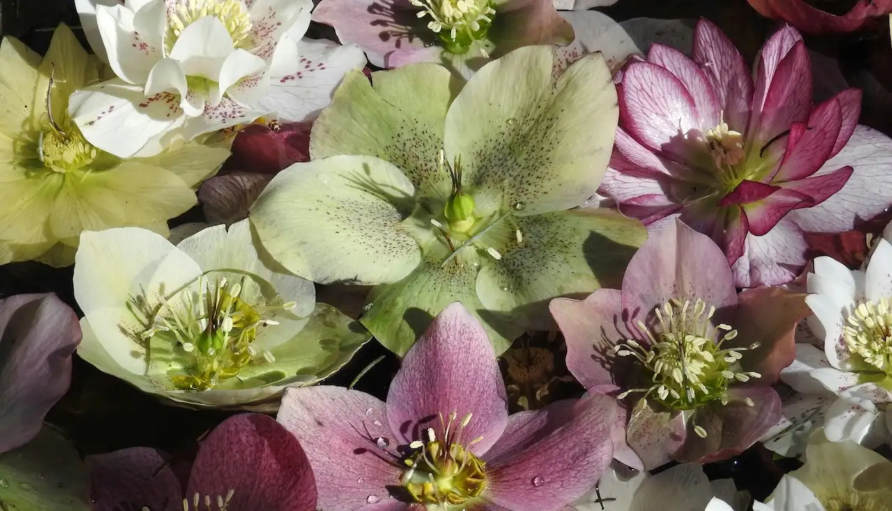 Hellebores
