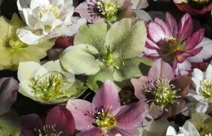 Hellebores