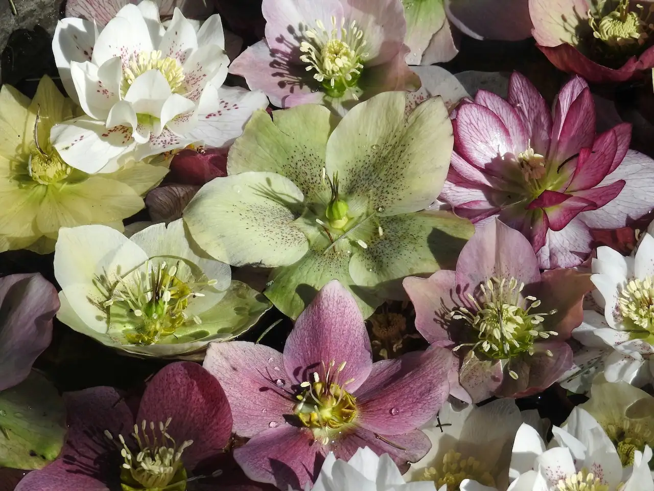 Winter Hellebores flowering in a UK garden