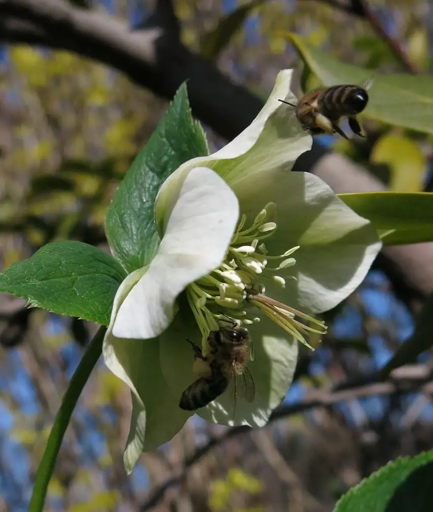 Bees on a hellebore