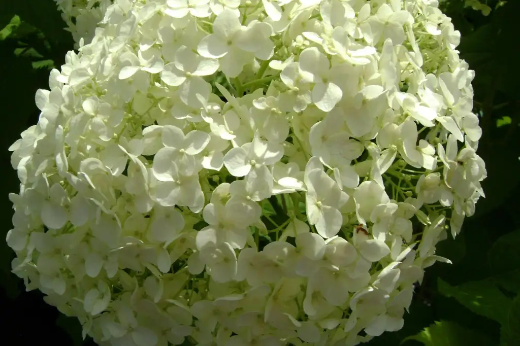 Pruning a Hydrangea Annabelle
