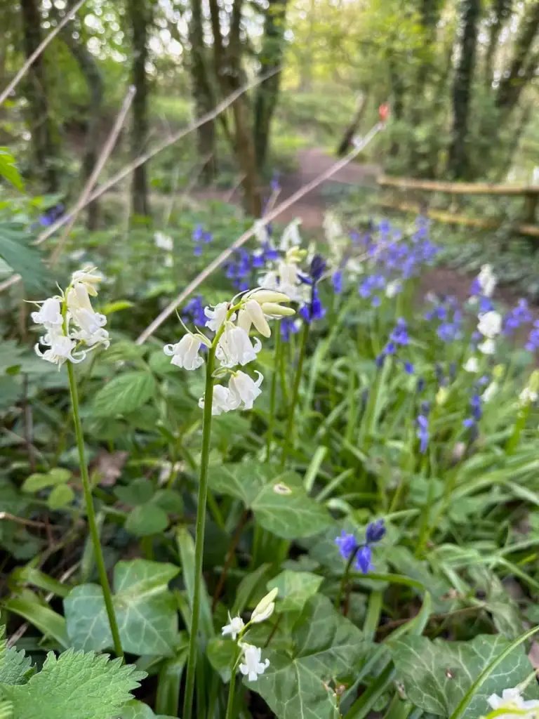 Hybrid bluebells