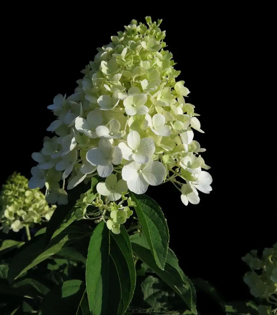 Hydrangea paniculata