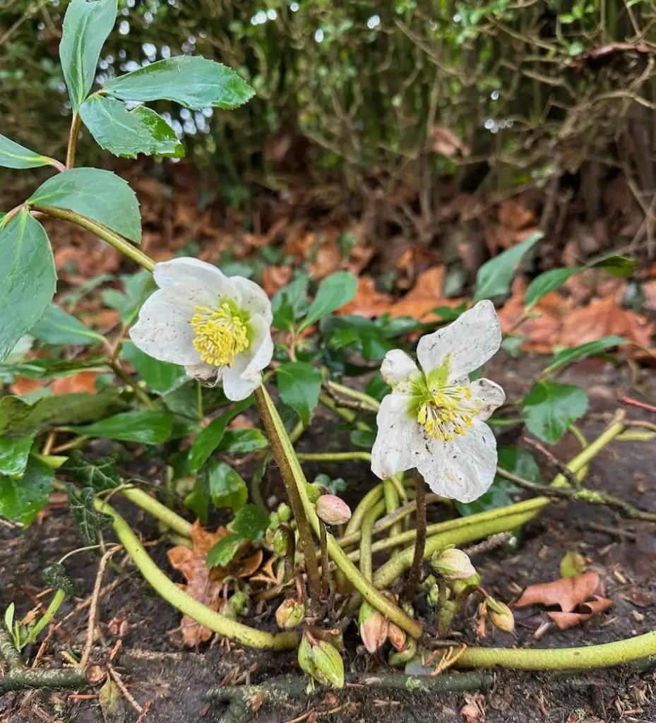 Dirty hellebore leaves