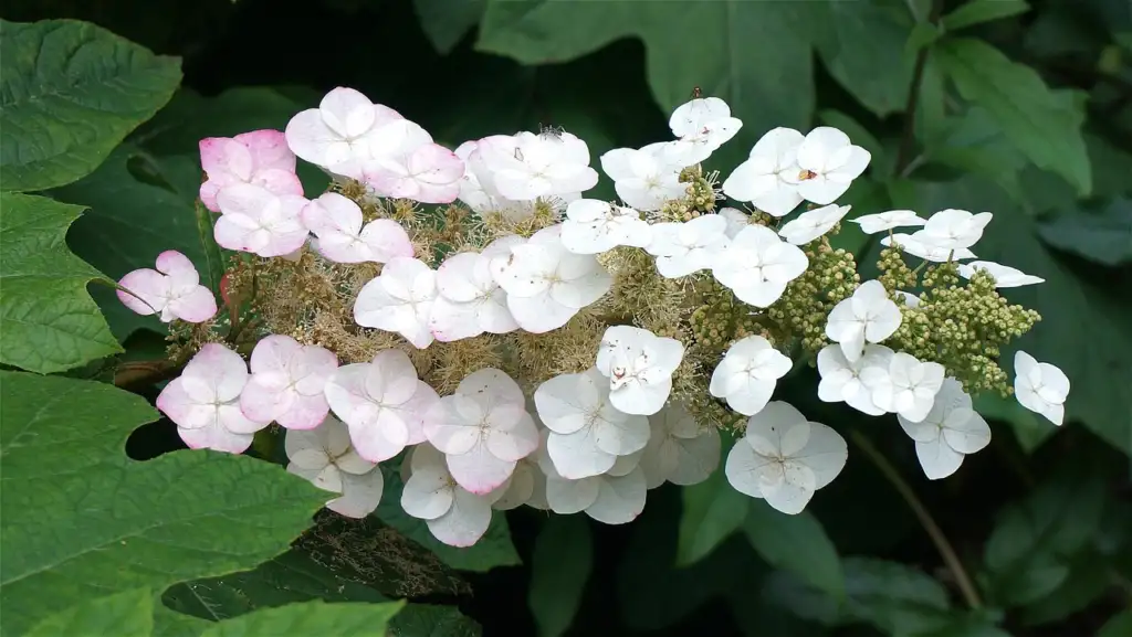 Oakleaf Hydrangea in flower