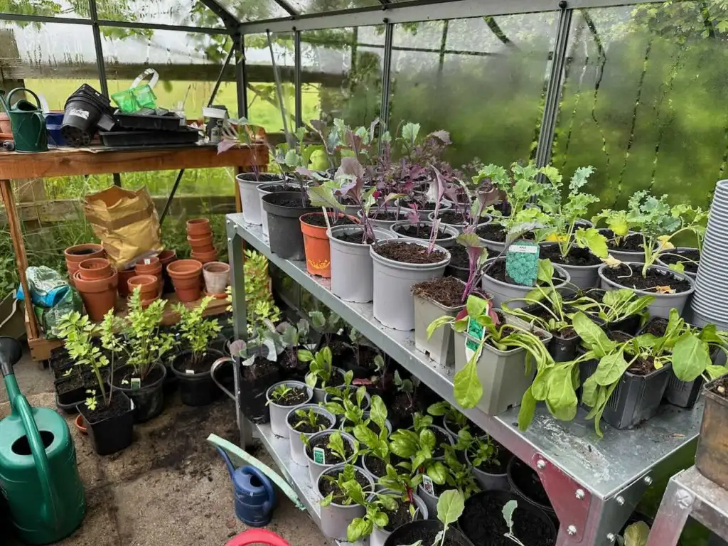 Greenhouse full of plants