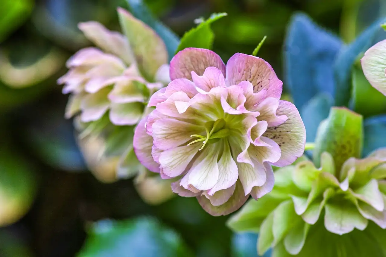 Pale Hellebore flowers in a mix of soft colours