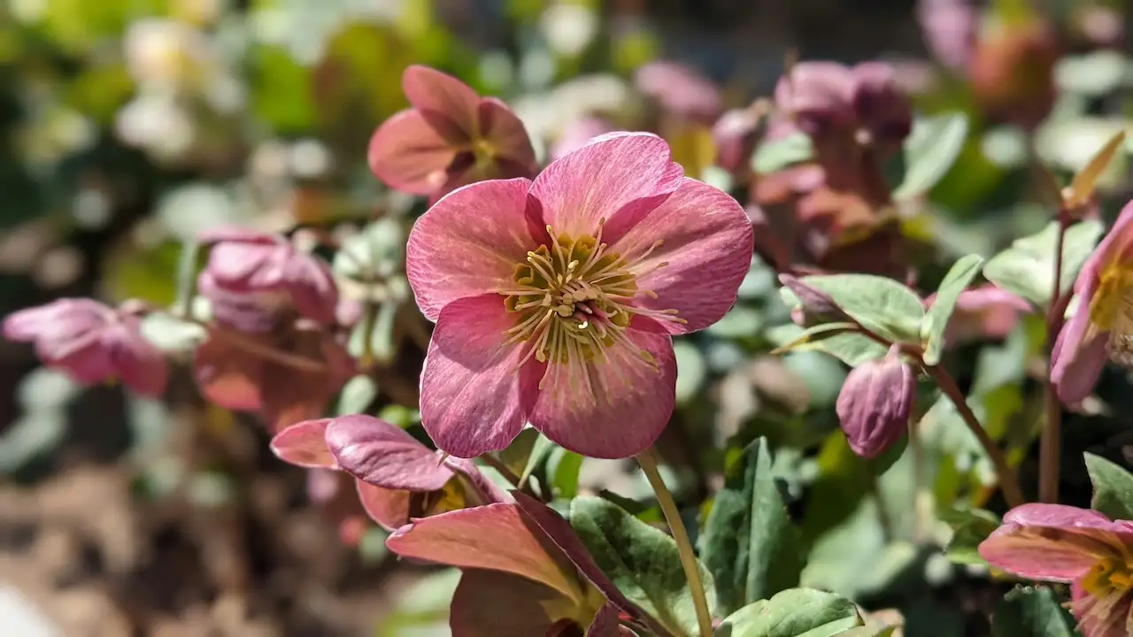 Pale pink Hellebores in flower in a winter border