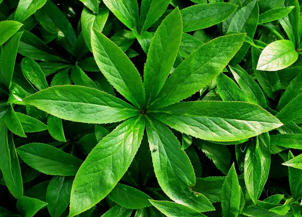 Hellebore leaves