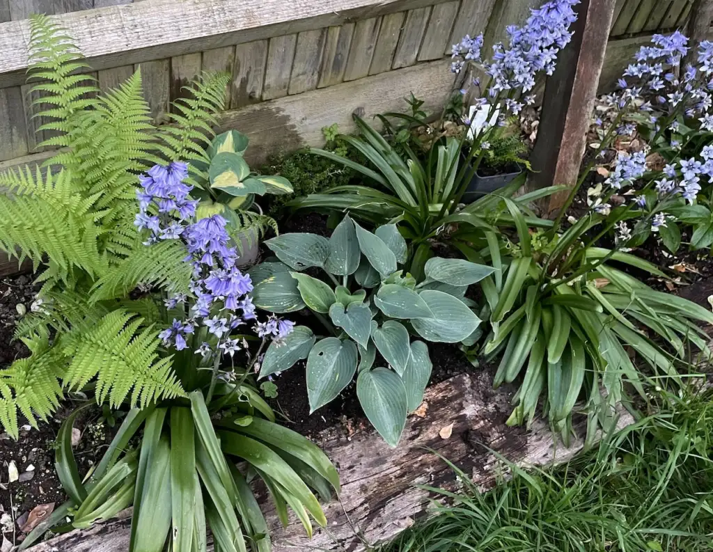 Spanish bluebells