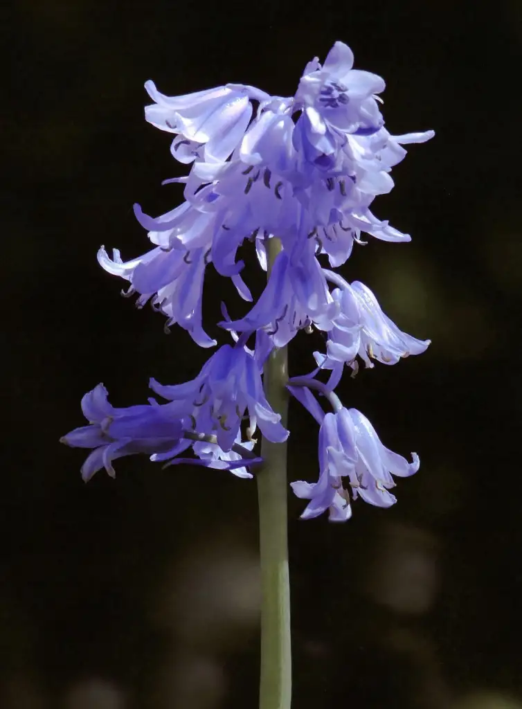 Spanish bluebell identification guide