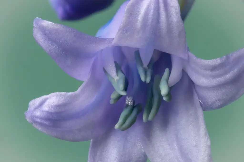 Spanish Bluebell