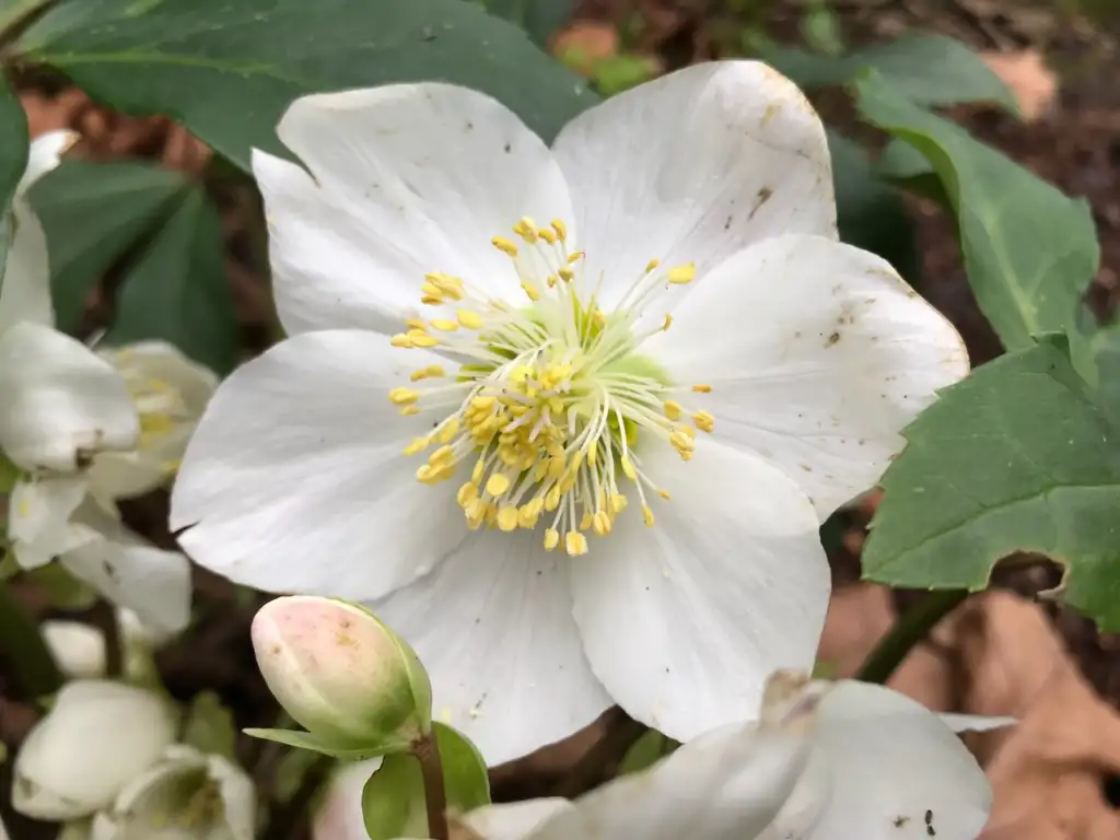 White Lenten Rose Hellebore