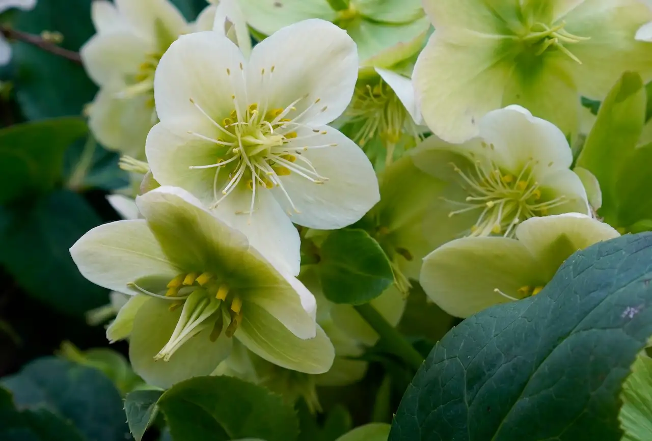 White Lenten Rose Hellebores in flower