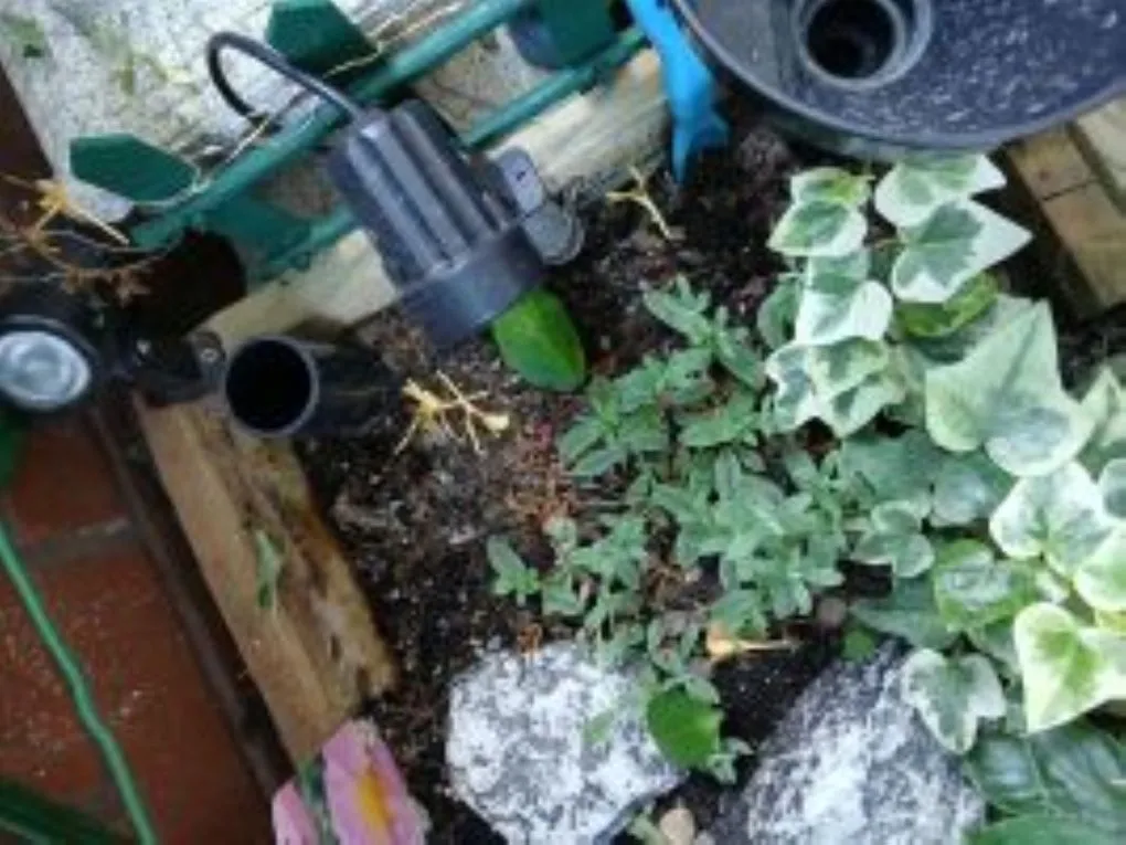 Fallen-flowers.jpg