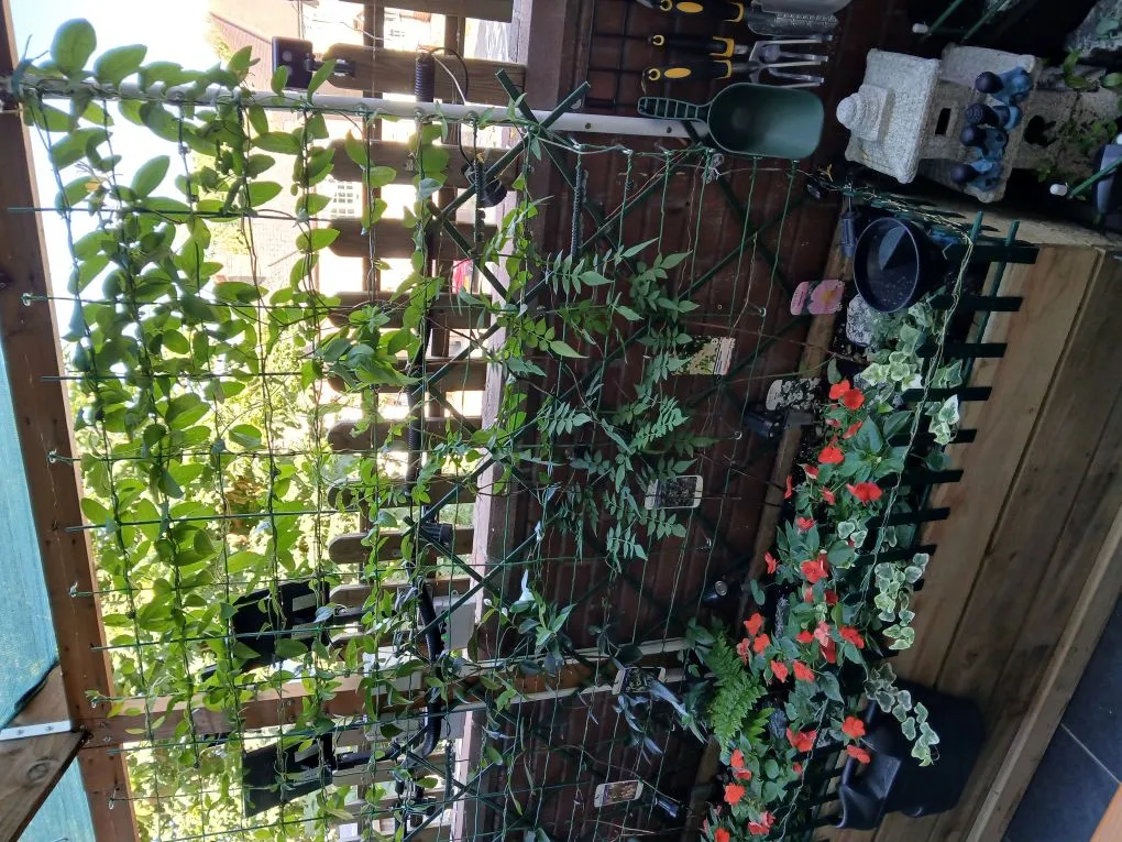 Honeysuckle-1.jpg