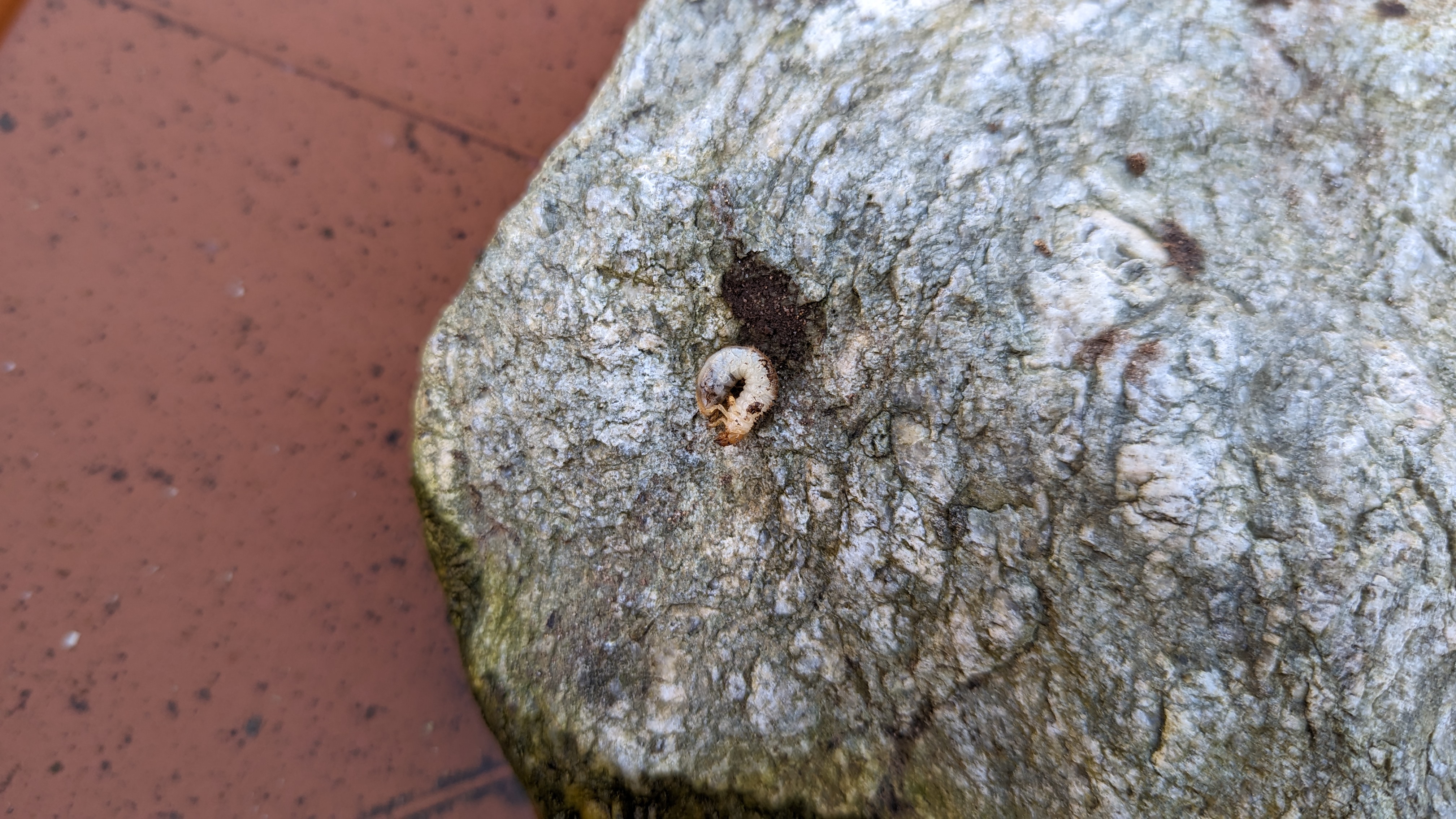 Grub