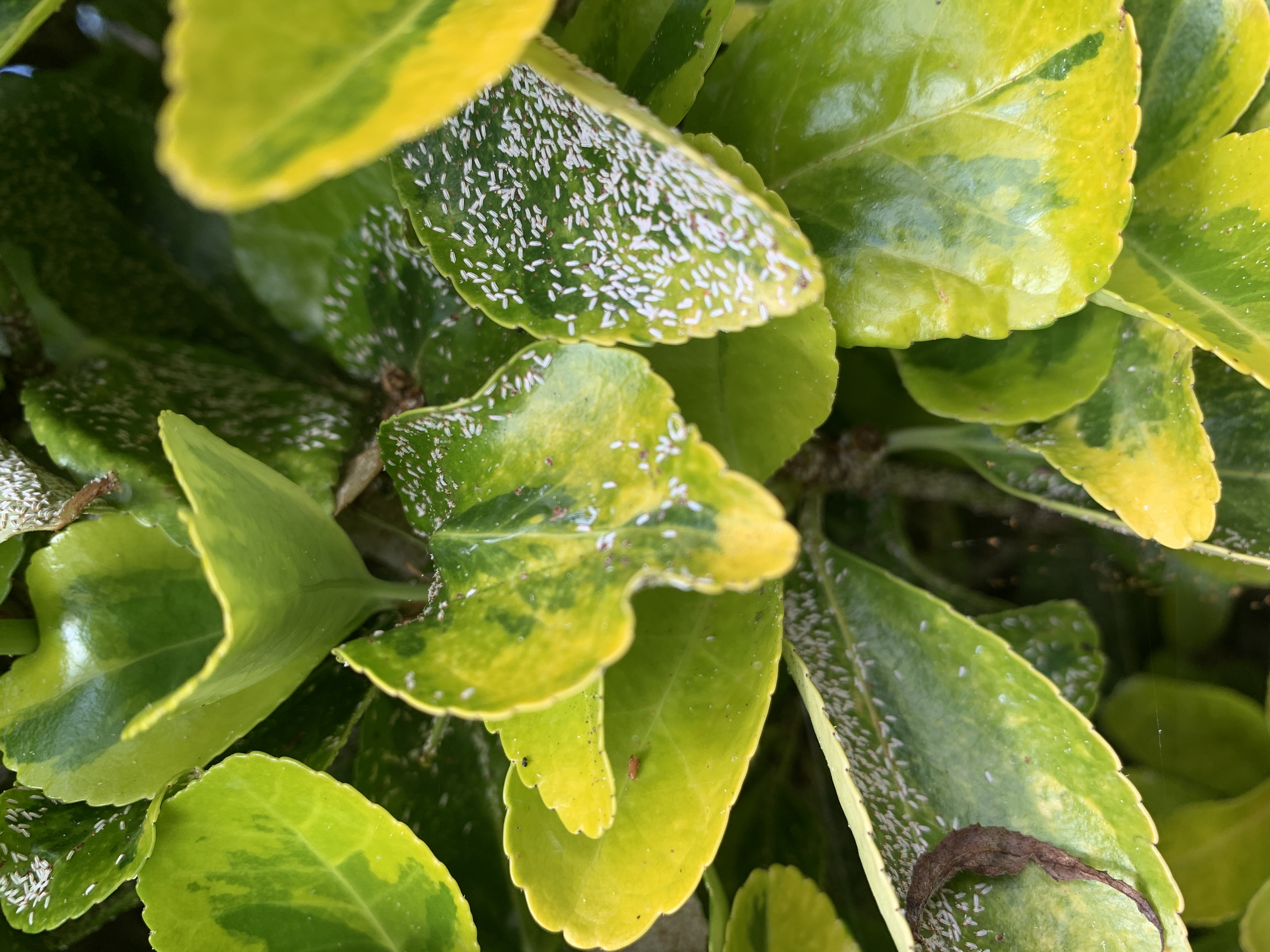 Scale On Euonymus Shrubs: How To Get Rid Of Euonymus Scale Insects