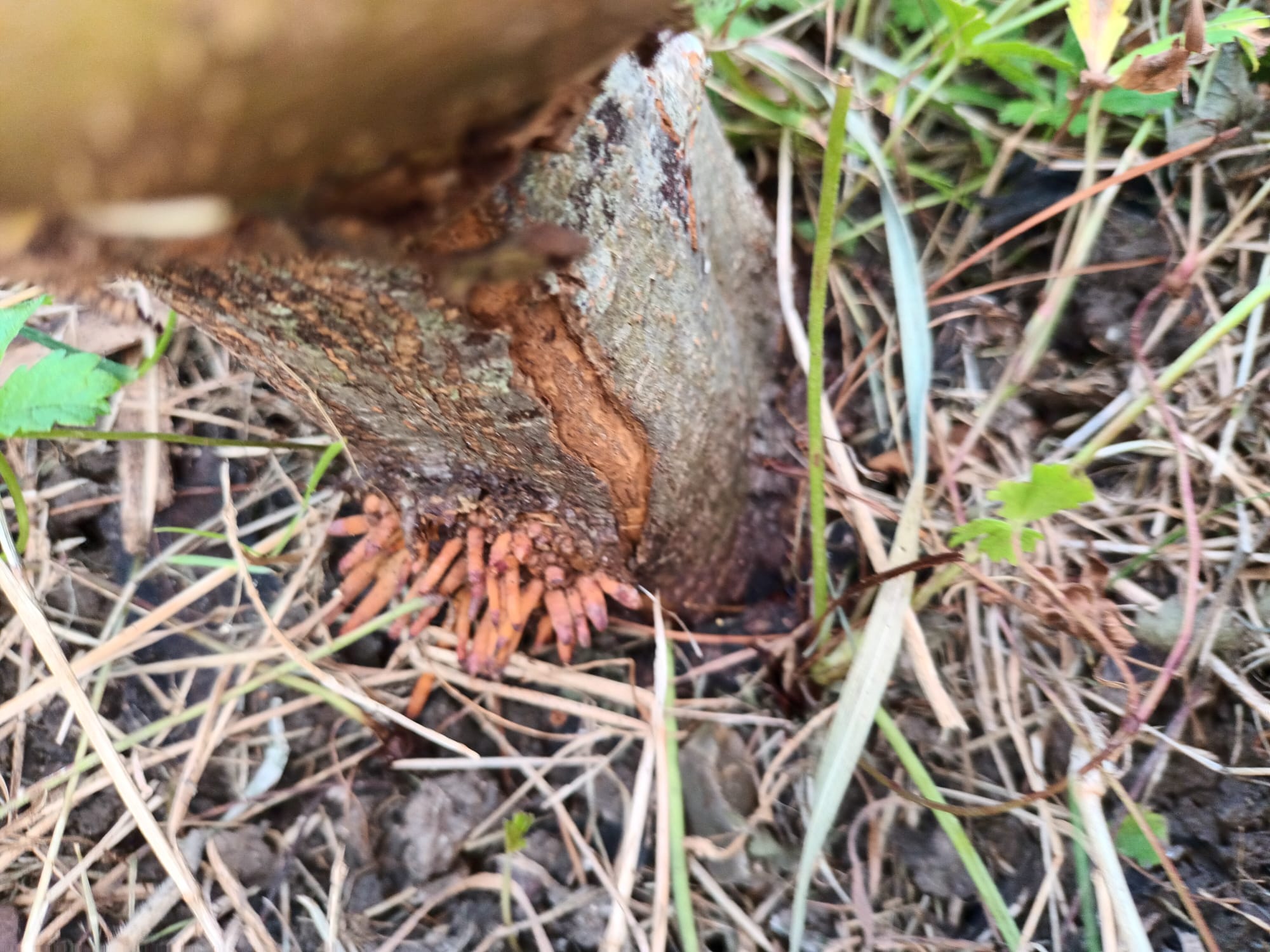 Found on my grandma's apple tree