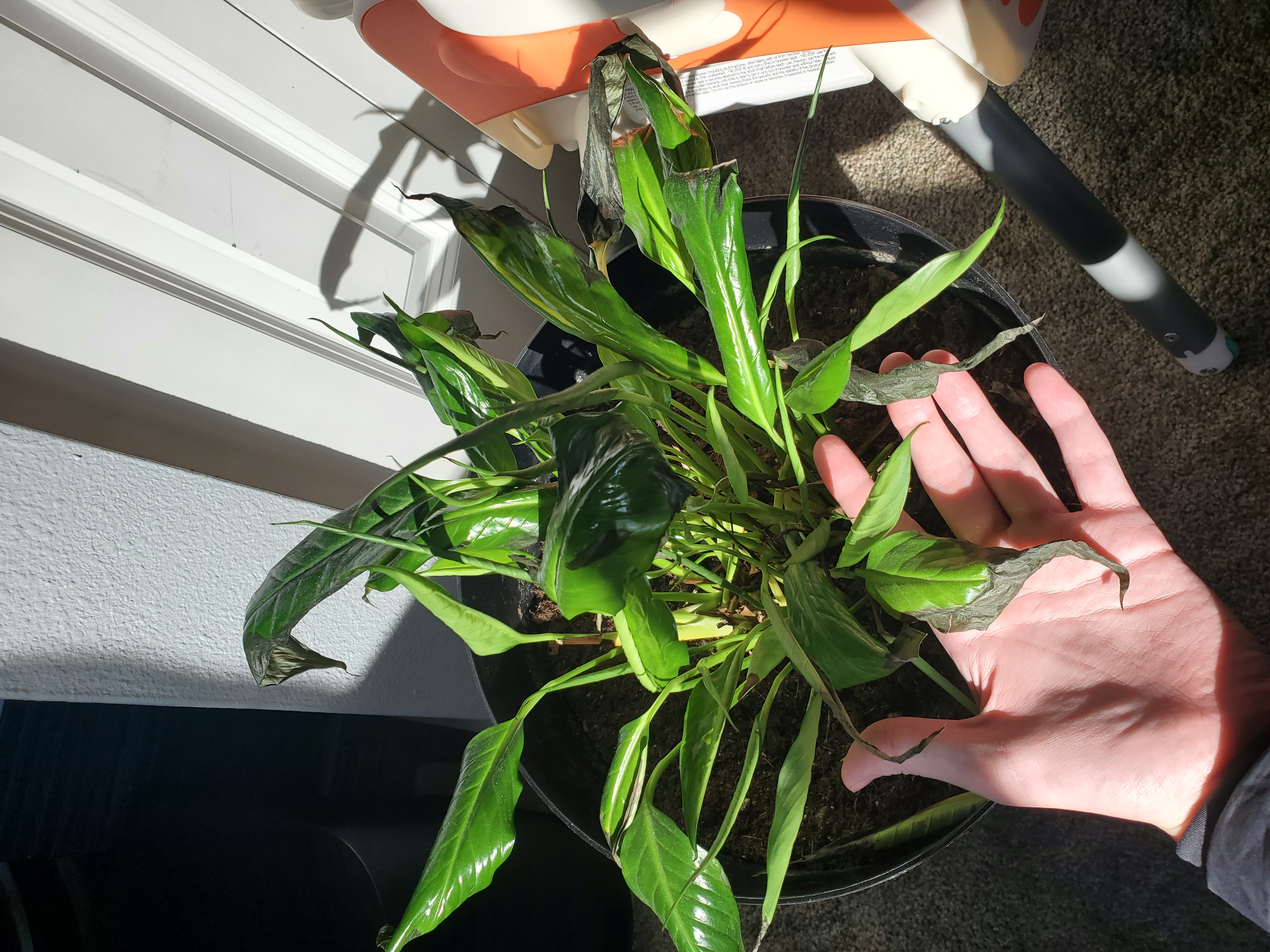 Peace lily dying