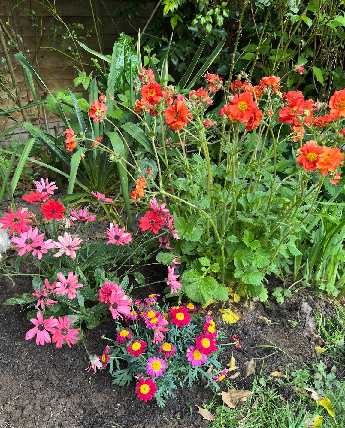 Happy fresh from planting
